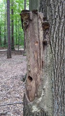 Natural Bird Nesting Box in the Tree in the Woods