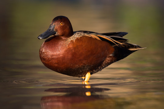 A cinnamon teal catches the low evening sun at a duck pond in San Antonio, Texas.