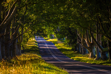 Beech Tree Avenue Near Wimborne in Dorset, UK.