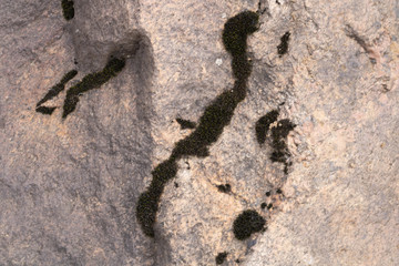 A rock. Photo for texture or background stone.