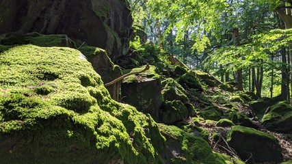 Beautiful cliff Rock in the Central European Forest