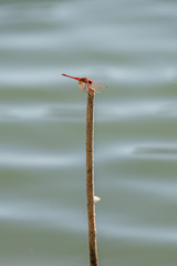Red Dragonfly on Stick with Wavy Background