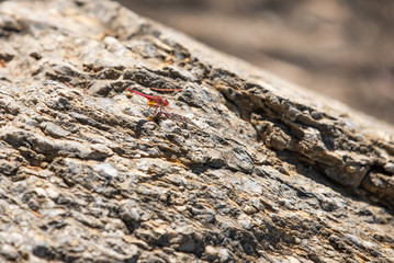Red Dragonfly on Top of a Rock 3