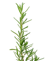 Fototapeta premium Fresh Rosemary shrub, Salvia rosmarinus leaves isolated on white background with clipping path 