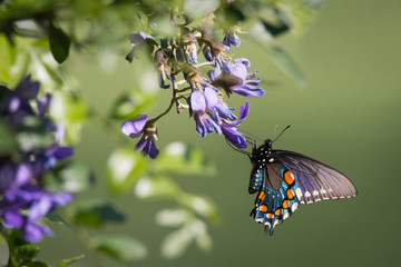 A Pipevine Swallowtail butterfly perched on some flowering wisteria at the Eden Duck Pond in San Antonio, Texas.