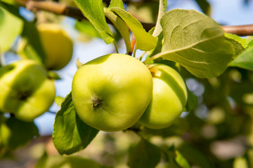 Close-up of green apples on an Apple tree branch on a Sunny day.
