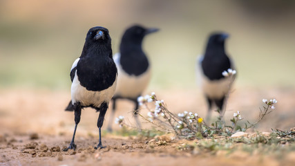 Eurasian Magpie group