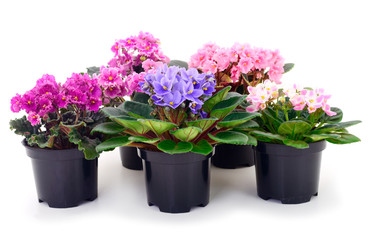  Saintpaulia in a pot.