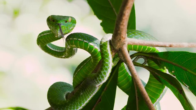 A venomous Vogeli green pit viper lies on a moving tree branchover the river. Wild nature stock footage.