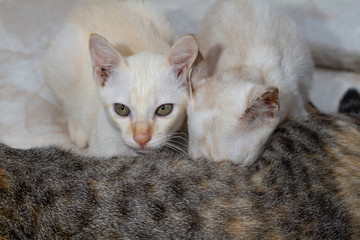 Kitten eating a milk from a cat mom.