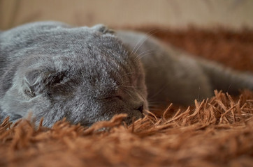 A Scottish fold cat sleeps on a brown fluffy blanket