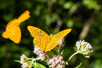 Silver-washed fritillary butterfly in natural environment, National park Slovensky raj, Slovakia