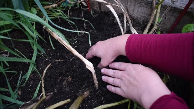 Kartoffelernte, einen Erdapfel aus der Erde im Kartoffelbeet ziehen, G&auml;rtnern im eigenen Garten beim Erdapfelernten, aus dem Garten auf den Tisch