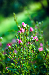 Small shrub rose pink