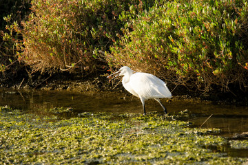 Italy Tuscany Maremma Castiglione della Pescaia Grosseto, natural reserve of Diaccia Botrona, heron hunting in a canal