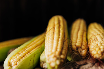 Fresh corn on the cob on a brown natural wood background close up