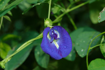  Purple pea flower  with  green leaf background in morning,Selective focus