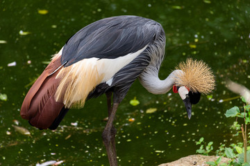 Grou-coroado na beira da lagoa