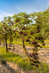 Fototapeta na wymiar elderberry orchard in central Hungary