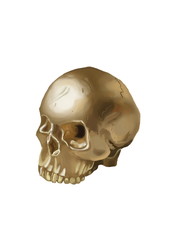 human skull isolated