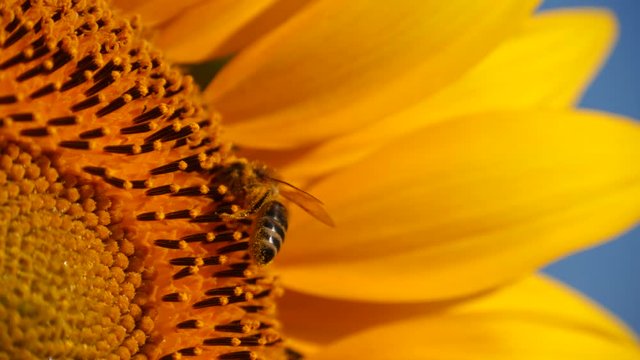 Close up view of yellow sunflower and bee and bumblebee collecting nectar and pollen from sunflower. Macro footage of bee covered with pollen. 