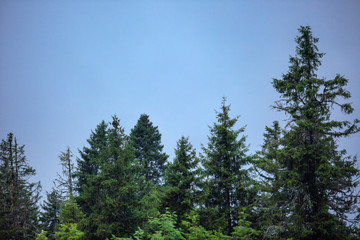 Fototapeta na wymiar Woodland, Trees and Sky View