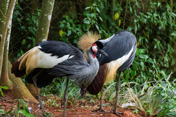 Dois grou-coroados na floresta