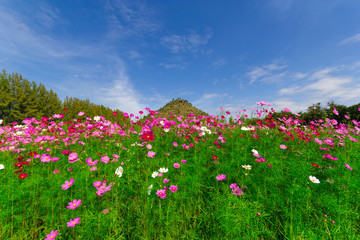 Pink cosmos flowers in the garden with blue sky  background
