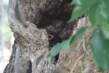 a duck hidden in a tree