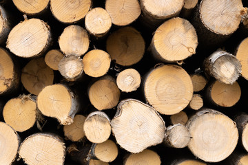 Fototapeta premium Trunks of trees. Logs of trees from the end.