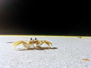 crab on the sand