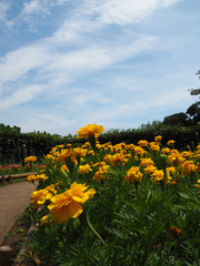 鮮やかに咲くマリーゴールド