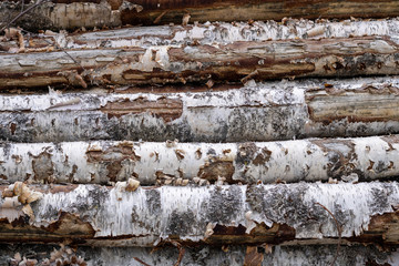 Trunks of trees. A pile of cut trees.