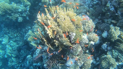 Fototapeta na wymiar Coral Reef with Fish in Egypt