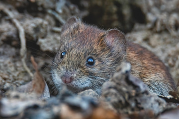 Vorsichtig schauende Maus