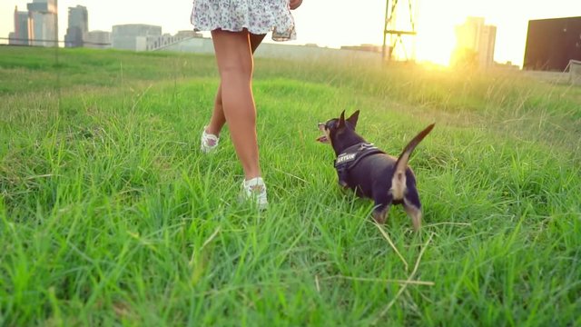 Small dog named Artur with owner, young woman, relaxing on the grass in park. Slow motion. Dog and human love