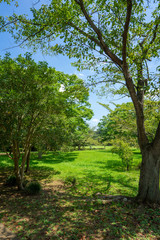公園の新緑と青空