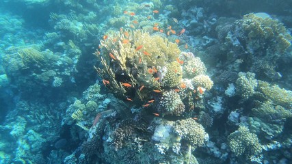 Coral Reef in Egypt