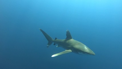Naklejka premium Oceanic White Tip Shark in Egypt