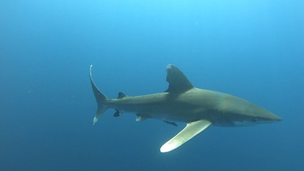 Oceanic White Tip Hunting