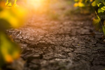 Sonne auf dem Rapsfeld