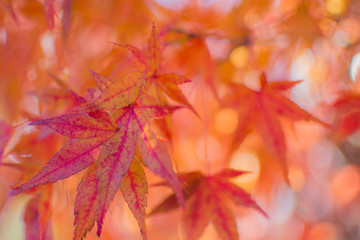 Red autumn leaves