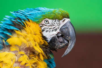 Blue-and-yellow macaw - ara ararauna - Ara bleu et jaune  © harshavardhan