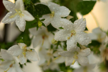 blooming Campanula