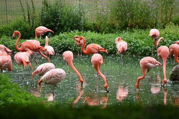 a group of pink flamingos rest in a pond