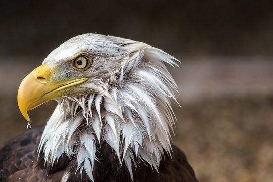 American bald eagle close-up with wet feathers and rain drop