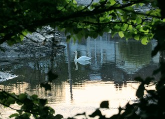 swan on the lake