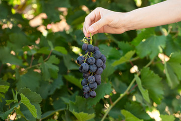 bunch of black grapes for wine. wine harvest time. Farmer holding bunch of grapes in his hand.