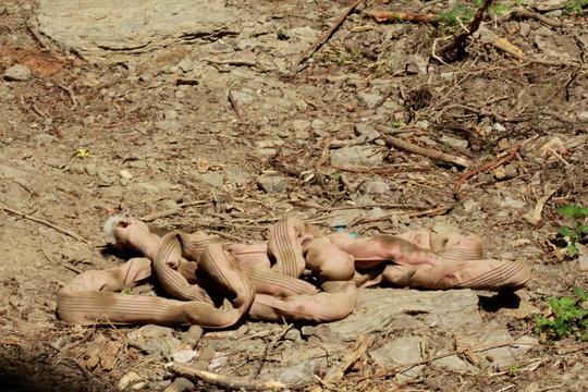 Vieille sangle de remorquage trouv&eacute;e dans la nature