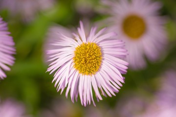 Obraz premium Purple Daisy on a blurred background in the sunlight. Summer landscape. Top view, close-up.